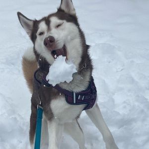 Meet your Posher, Saige